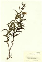 藏品(柳葉旋覆花)的圖片